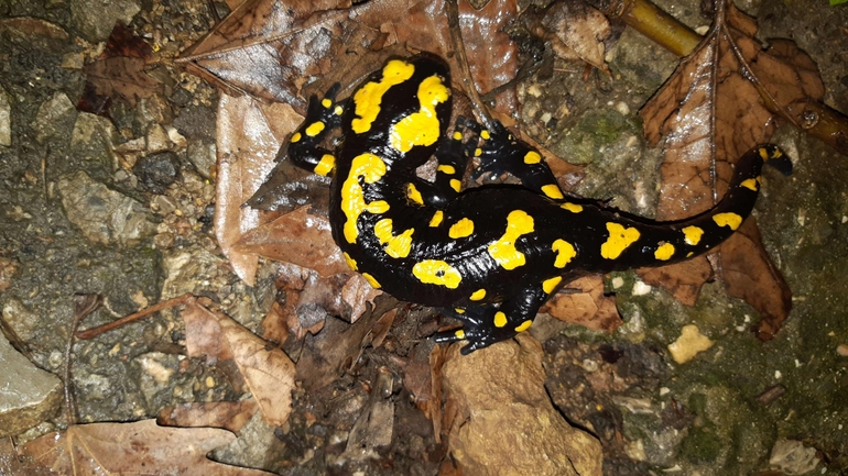 Salamandra infraimmaculata  photographed by רמדאן עיסא 