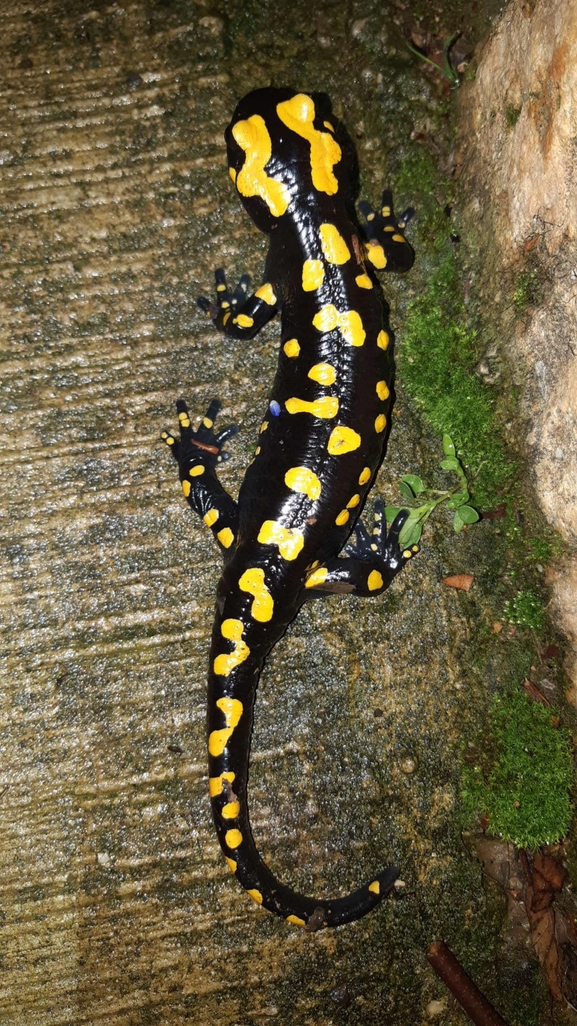 Salamandra infraimmaculata  photographed by רמדאן עיסא 