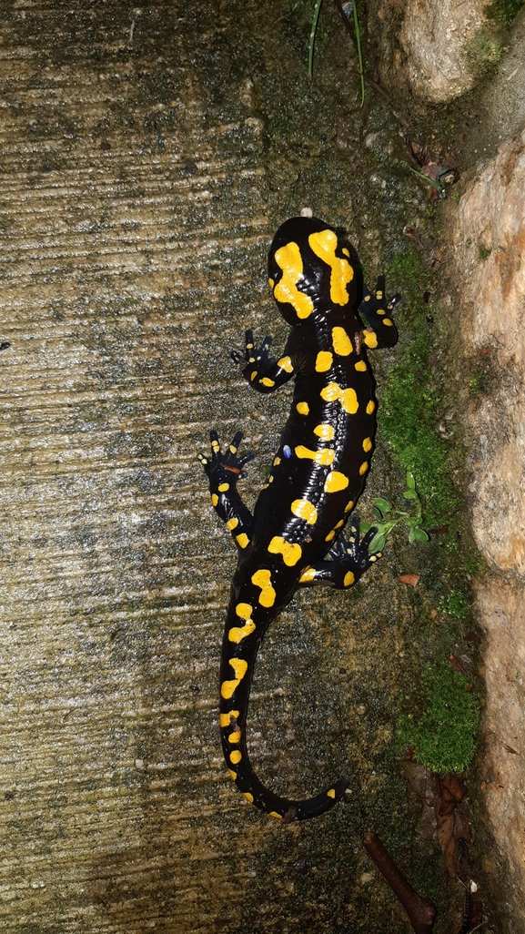 Salamandra infraimmaculata  photographed by רמדאן עיסא 