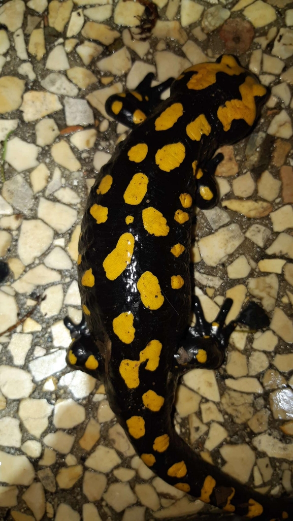 Salamandra infraimmaculata  photographed by רמדאן עיסא 