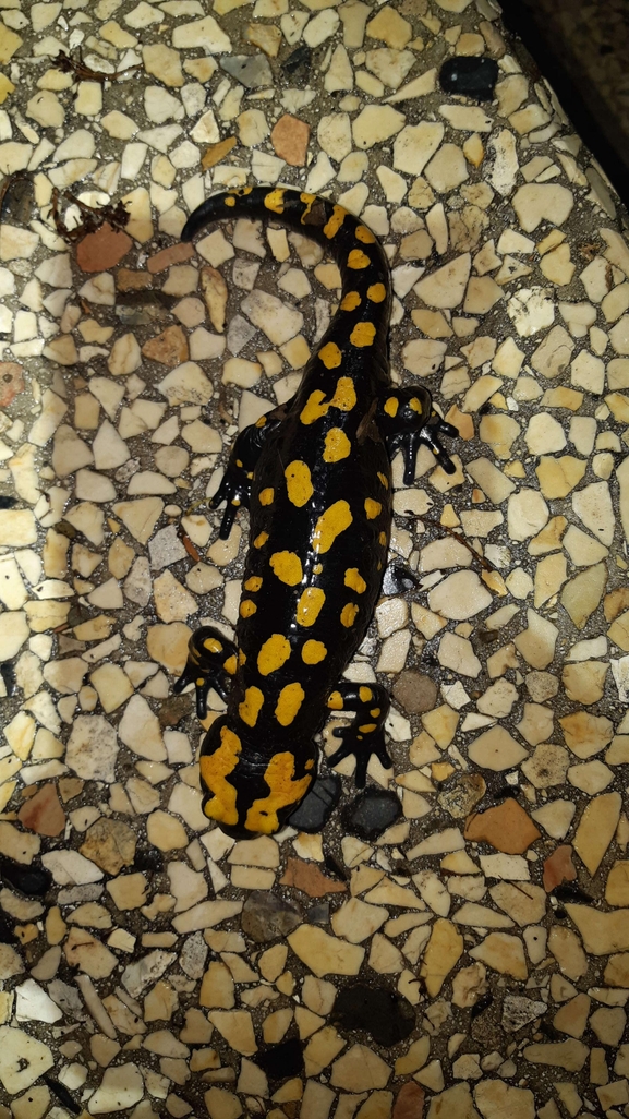 Salamandra infraimmaculata  photographed by רמדאן עיסא 