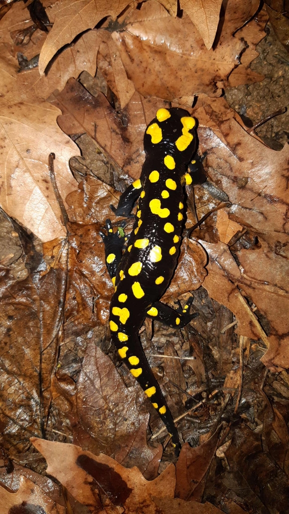 Salamandra infraimmaculata  photographed by רמדאן עיסא 