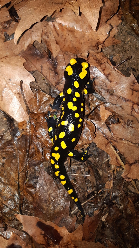 Salamandra infraimmaculata  photographed by רמדאן עיסא 