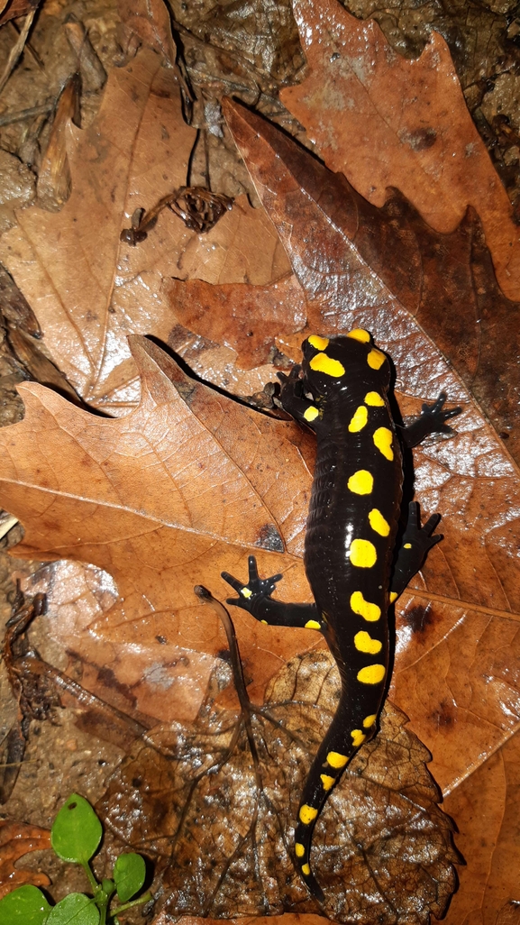 Salamandra infraimmaculata  photographed by רמדאן עיסא 