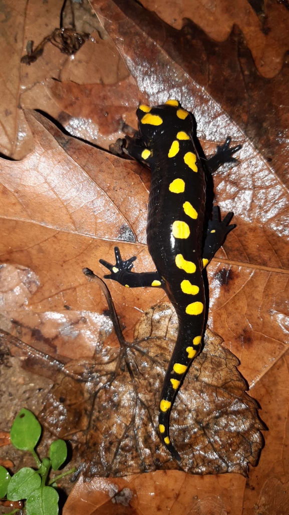 Salamandra infraimmaculata  photographed by רמדאן עיסא 