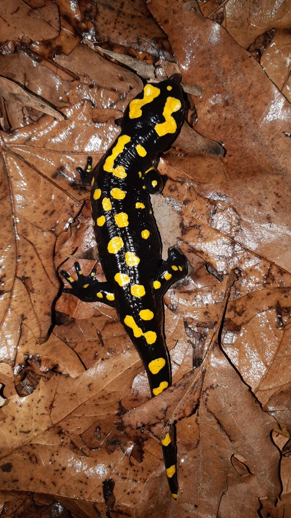 Salamandra infraimmaculata  photographed by רמדאן עיסא 