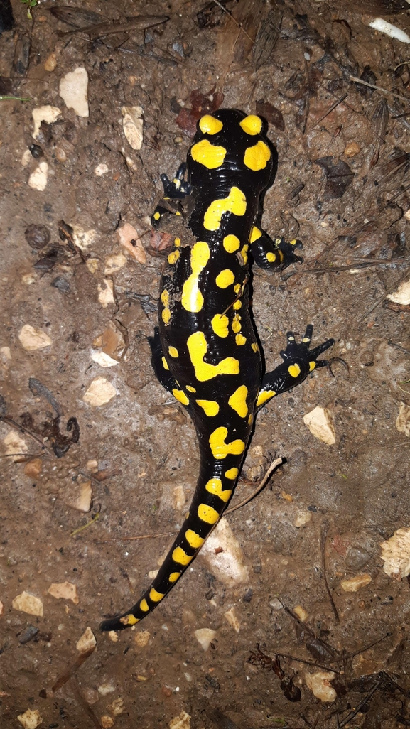 Salamandra infraimmaculata  photographed by רמדאן עיסא 