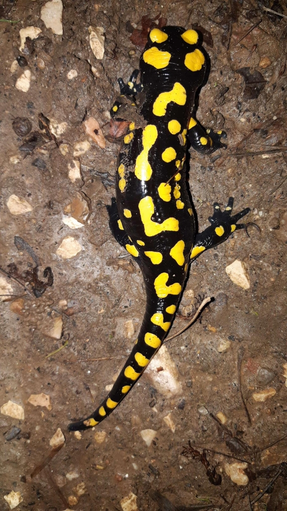 Salamandra infraimmaculata  photographed by רמדאן עיסא 