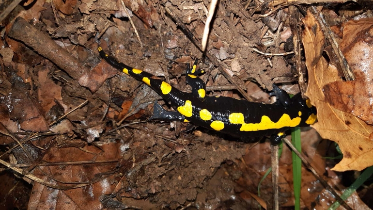 Salamandra infraimmaculata  photographed by רמדאן עיסא 