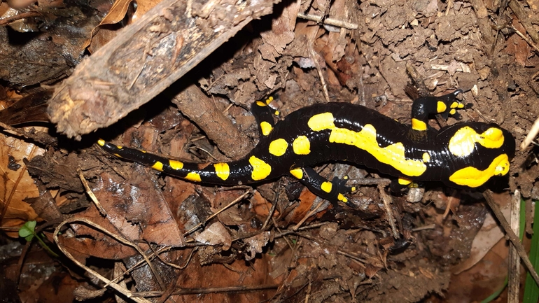 Salamandra infraimmaculata  photographed by רמדאן עיסא 