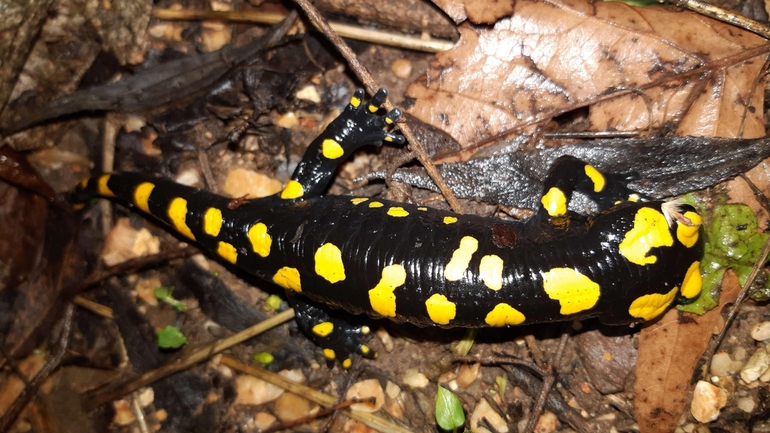 Salamandra infraimmaculata  photographed by רמדאן עיסא 