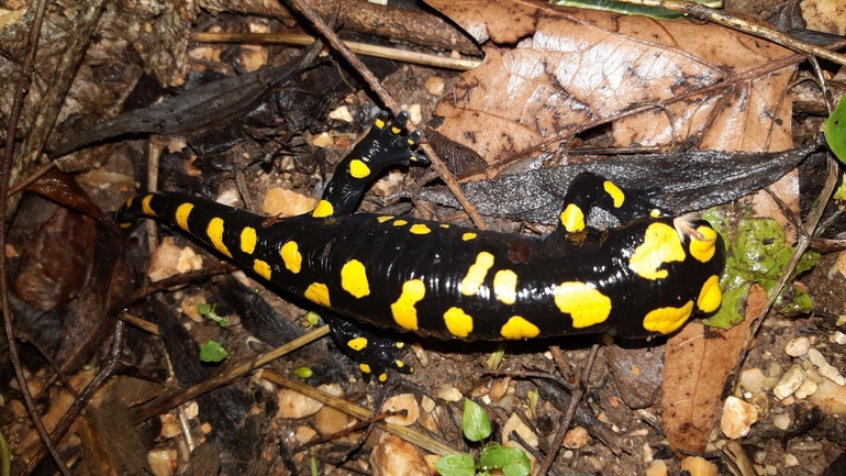 Salamandra infraimmaculata  photographed by רמדאן עיסא 