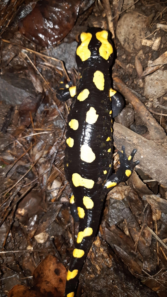 Salamandra infraimmaculata  photographed by רמדאן עיסא 