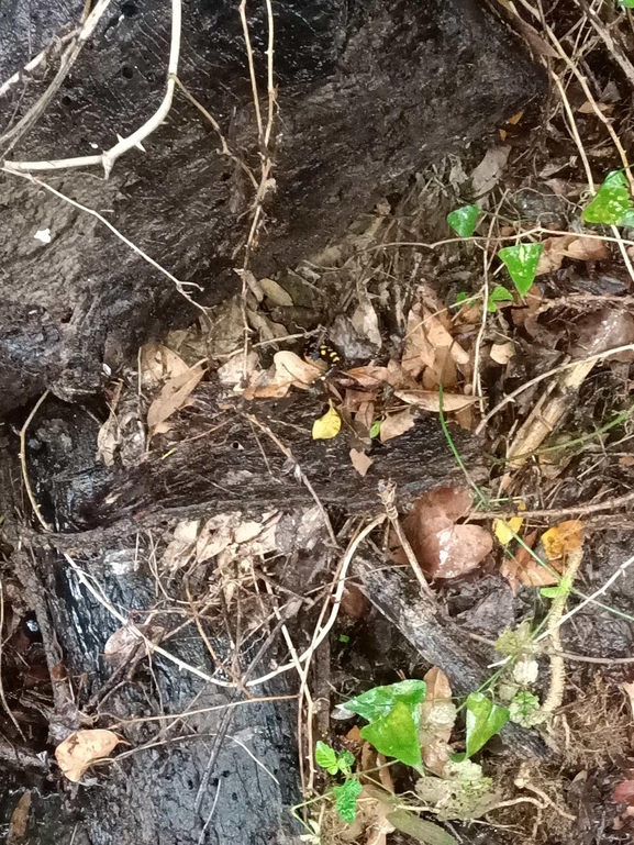 Salamandra infraimmaculata  photographed by צוות תל דן 