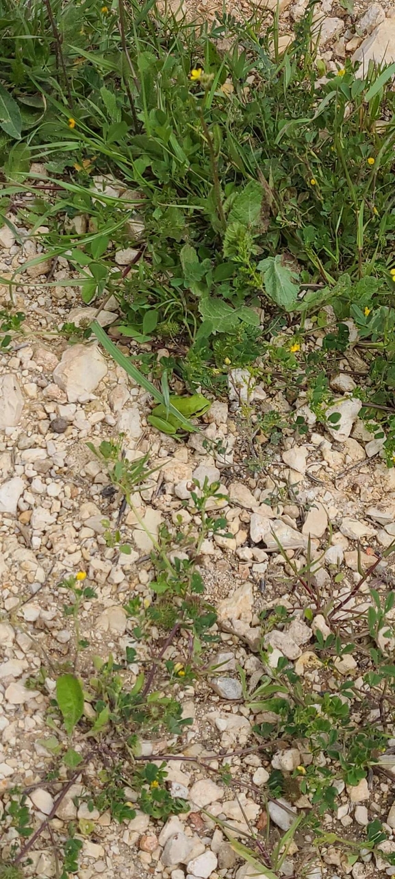 Hyla savignyi (Hyla arborea)  photographed by דניאל די-צ'זרה 