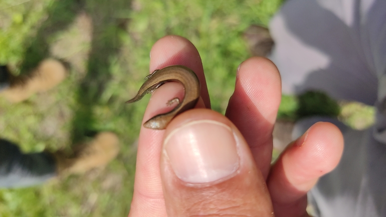 Ablepharus kitaibelii kitaibelii  photographed by נעם שגב 