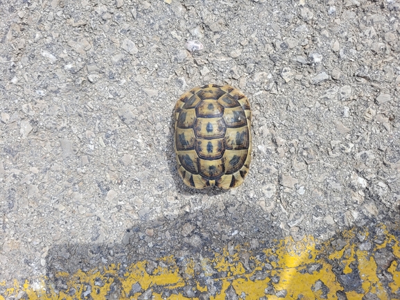 Testudo graeca  photographed by ברוך תמם 