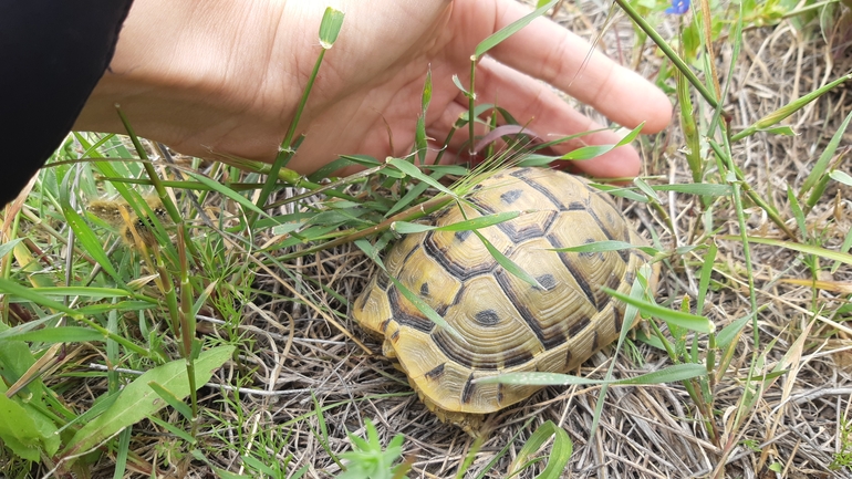 Testudo graeca  photographed by צליל לבין 