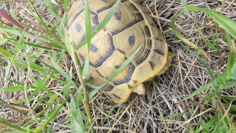 Testudo graeca  photographed by צליל לבין 