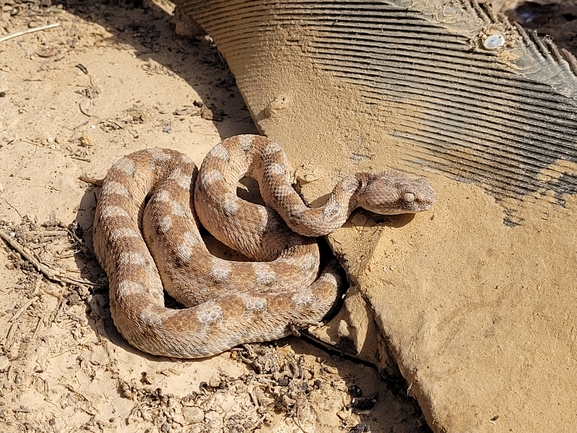 Echis coloratus  photographed by ערן גיסיס 