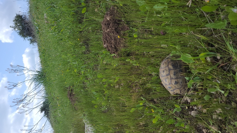 Testudo graeca  photographed by ליעד כהן 