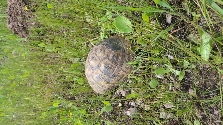 Testudo graeca  photographed by ליעד כהן 