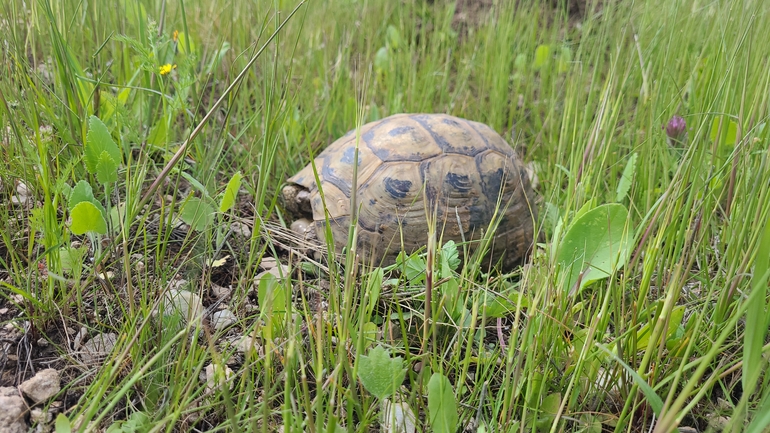 Testudo graeca  photographed by ליעד כהן 