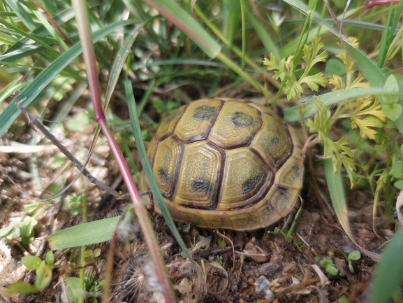 Testudo graeca  