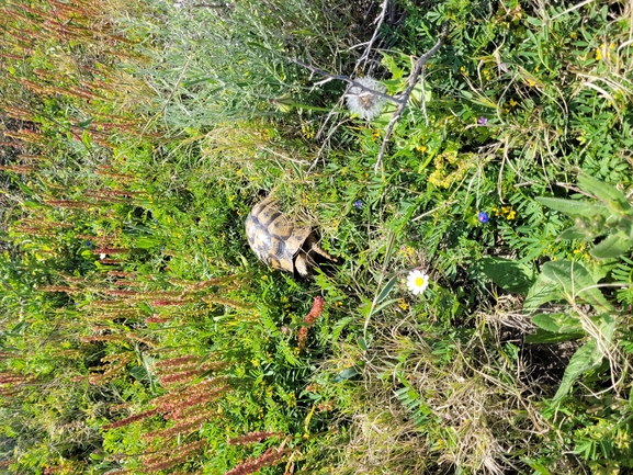 Testudo graeca  photographed by Dotan Rotem 