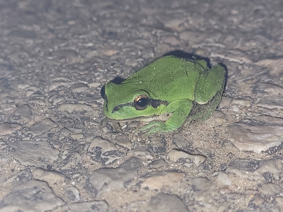 Hyla savignyi (Hyla arborea)  photographed by ערן גיסיס 