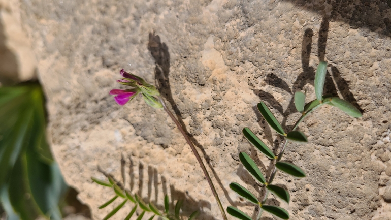 Testudo graeca  photographed by g_weil@npa.org.il 