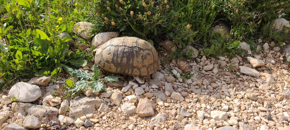 Testudo graeca  photographed by רמי יוספי 