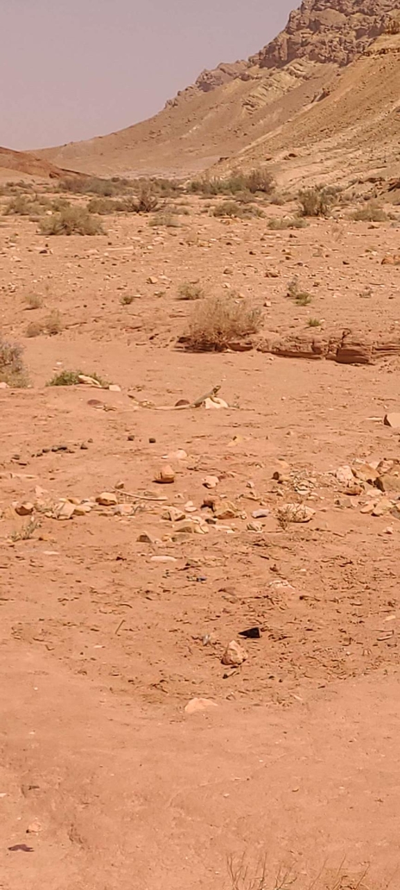 Dabb Lizard  photographed by תומר מזרחי 