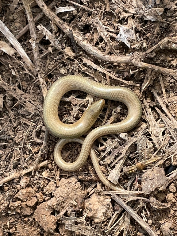 Chalcides guentheri  photographed by g_weil@npa.org.il 