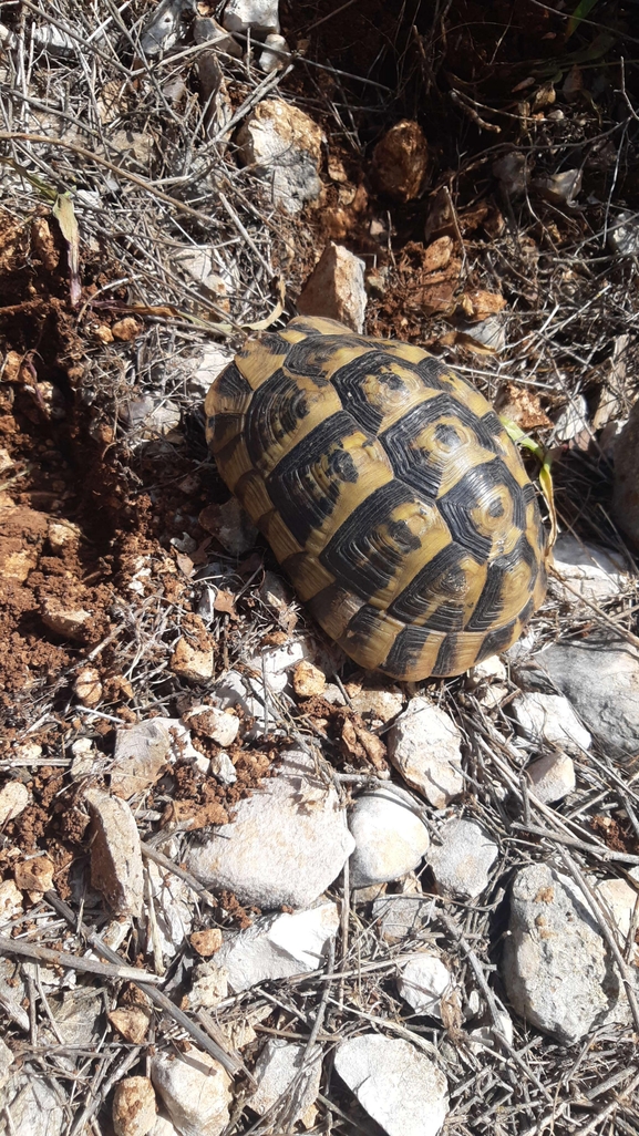 Testudo graeca  photographed by יורם מלכה 