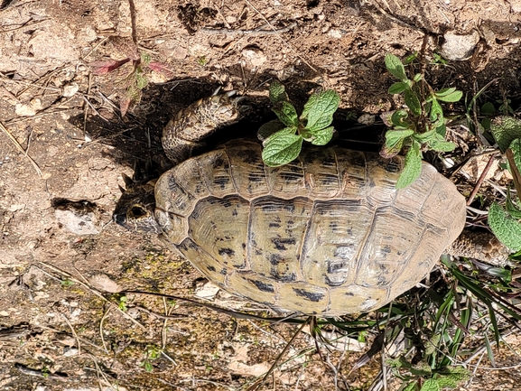 Testudo graeca  photographed by Dotan Rotem 