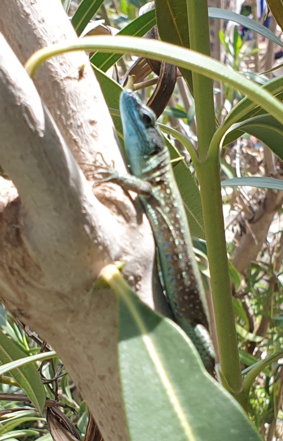 Lacerta laevis laevis  photographed by אביעד בר 