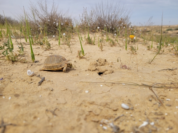 Testudo kleinmanni  photographed by דיוויד סטרוקוב 