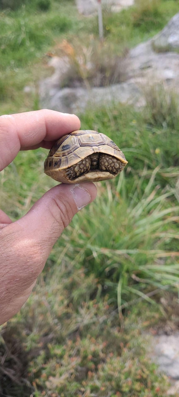 Testudo graeca  photographed by urio@npa.org.il 