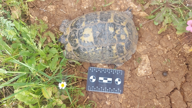 Testudo graeca  photographed by נועם ספקטור 