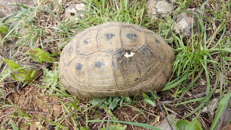 Testudo graeca  photographed by נעם שגב 