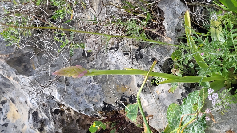 Bufo viridis  photographed by אוהד מאס 