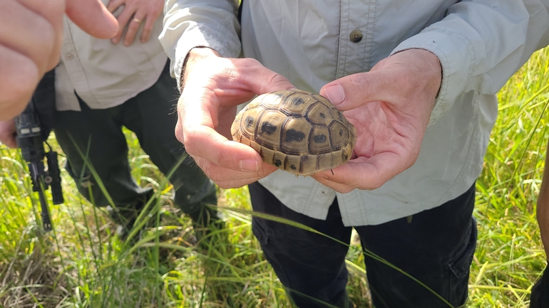 Testudo graeca  photographed by סיון מרדוק 