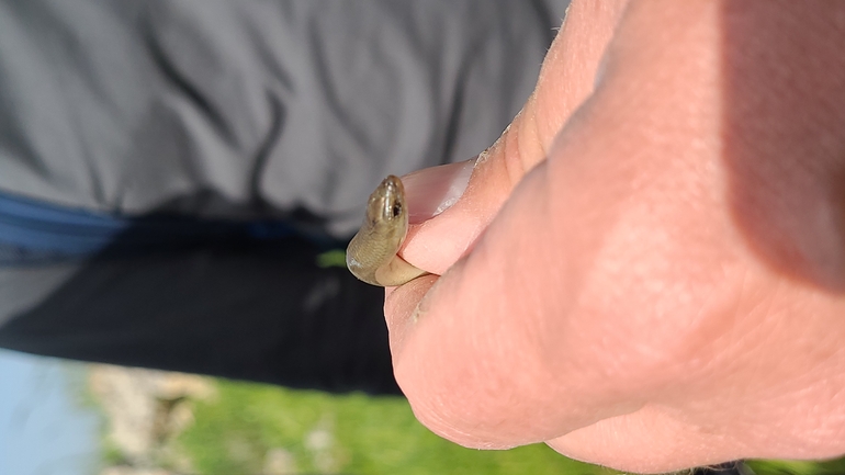 Chalcides guentheri  photographed by ליעד כהן 