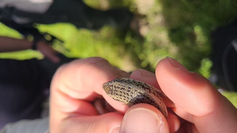 Chalcides ocellatus  photographed by ליעד כהן 