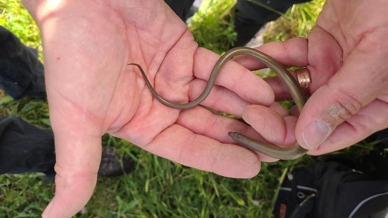 Chalcides guentheri  photographed by ליעד כהן 