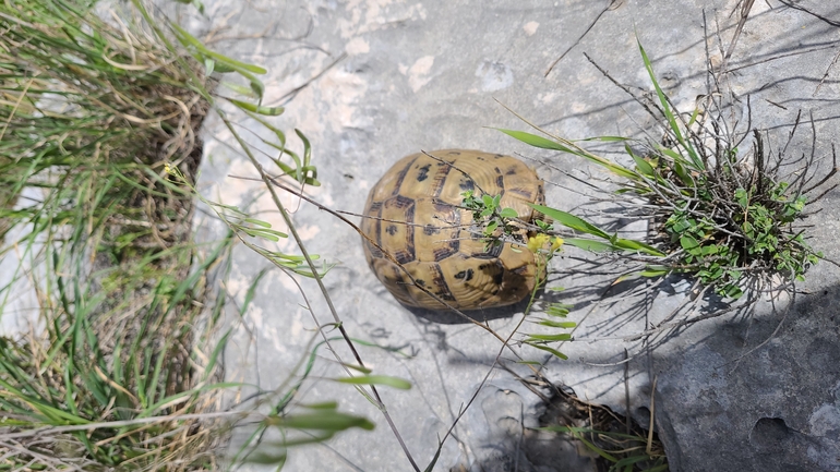 Testudo graeca  photographed by אלון פן 