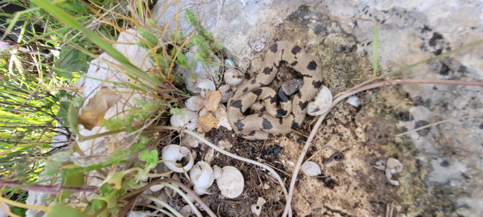 Telescopus fallax syriacus  photographed by ליעד כהן 