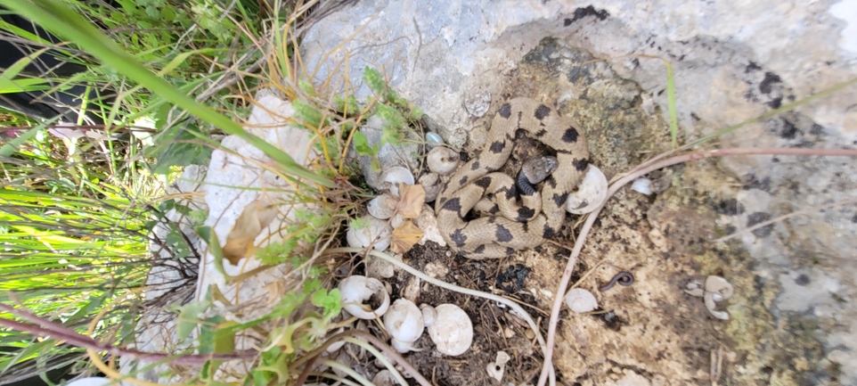 Telescopus fallax syriacus  photographed by ליעד כהן 