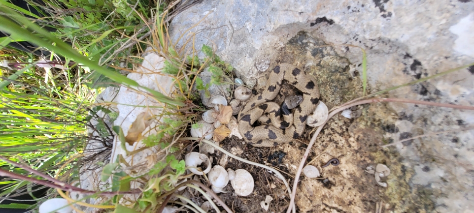 Telescopus fallax syriacus  photographed by ליעד כהן 